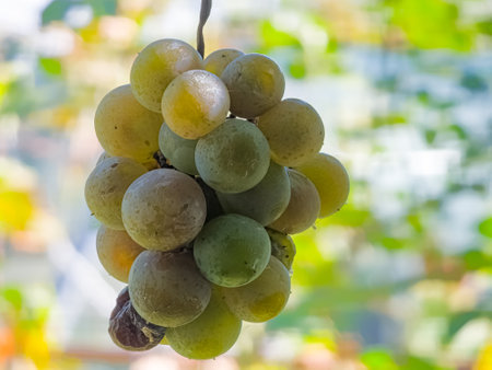 Ripe white muscat wine grapes grow on the bushes. Bunches of wine grapes are ready for harvest.の写真素材