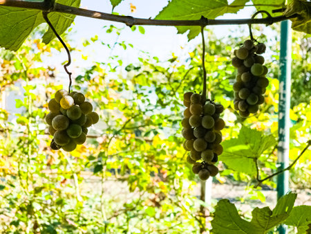 Ripe white muscat wine grapes grow on the bushes. Bunches of wine grapes are ready for harvest.の写真素材