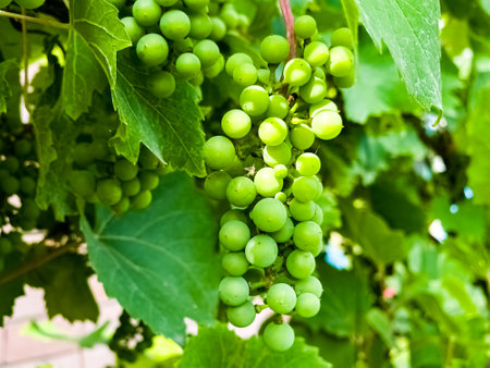 Unripe grapes grow on the bushes. Bunches of wine grapes are filled with juice.