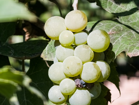 Ripe white muscat wine grapes grow on the bushes. Bunches of wine grapes are ready for harvest.の写真素材