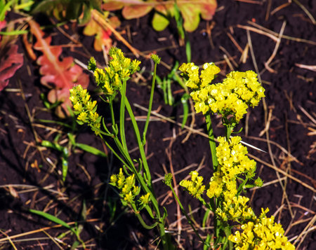Limonium sinuatum, syn. wavyleaf sea lavender, statice, sea lavender, notch leaf marsh rosemary, sea...