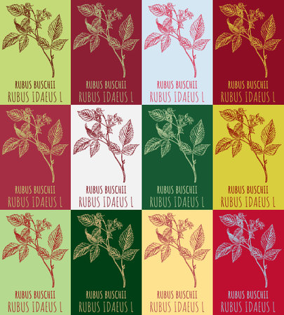Set of vector drawing of RED RASPBERRY in various colors. Hand drawn illustration. Latin name RUBUS IDAEUS L.のイラスト素材