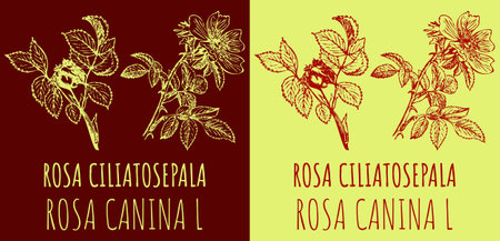Vector drawings ROSA CILIATOSEPALA. Hand drawn illustration. Latin name ROSA CANINA L.のイラスト素材