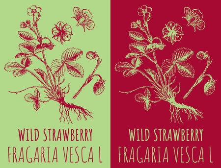 Vector drawings WILD STRAWBERRY. Hand drawn illustration. Latin name FRAGARIA VESCA L.のイラスト素材