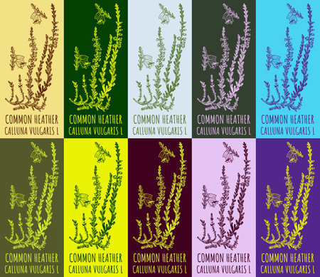 Set of vector drawing of COMMON HEATHER in various colors. Hand drawn illustration. Latin name CALLUNA VULGARIS L.のイラスト素材