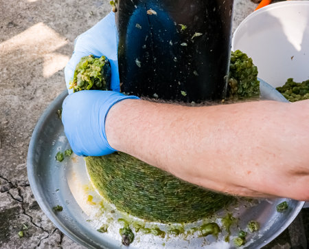 The process of making homemade grape wine. A winemaker collects grape pulp from a hydraulic press.の写真素材