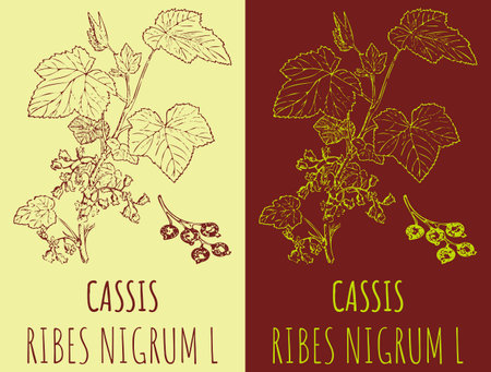 Vector drawings BLACK CURRANT. Hand drawn illustration. Latin name RIBES NIGRUM L.のイラスト素材