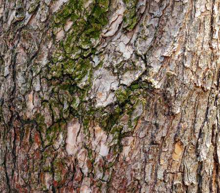 Detail of the bark of a Catalpa tree - Latin name - Catalpa bignonioides.の写真素材