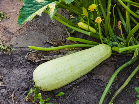 Zucchini grows on the ground in the garden. A huge zucchini grown in the garden to extract seeds for planting.の写真素材