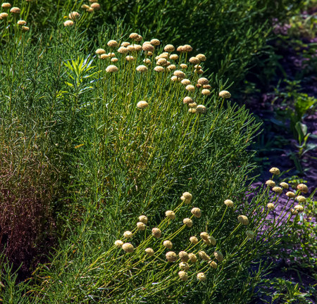 Cancrinia without petals. Yellow flowers on a background of green grass. Cancrinia chrysocephala.の写真素材