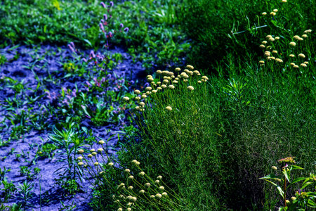 Cancrinia without petals. Yellow flowers on a background of green grass. Cancrinia chrysocephala.の写真素材