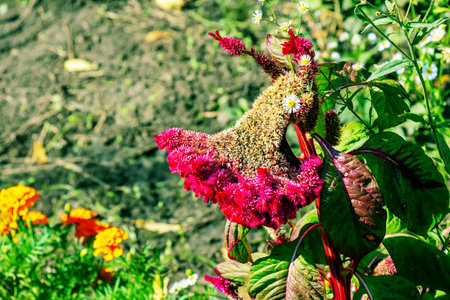 Crested Cockscomb Flower, scientifically known as Celosia argentea cristata have resemblance to a rooster's comb, featuring vibrant, crested, and ruffled blooms that come in a range of colors purple.の写真素材