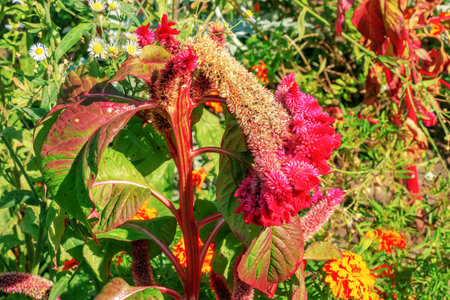 Crested Cockscomb Flower, scientifically known as Celosia argentea cristata have resemblance to a rooster's comb, featuring vibrant, crested, and ruffled blooms that come in a range of colors purple.の写真素材