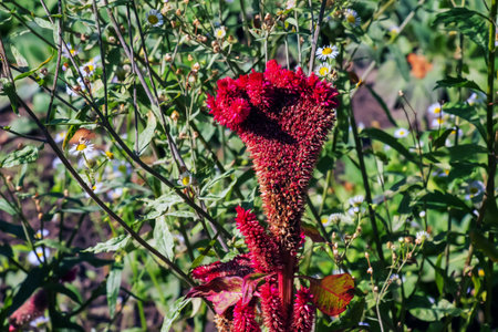Crested Cockscomb Flower, scientifically known as Celosia argentea cristata have resemblance to a rooster's comb, featuring vibrant, crested, and ruffled blooms that come in a range of colors purple.の写真素材