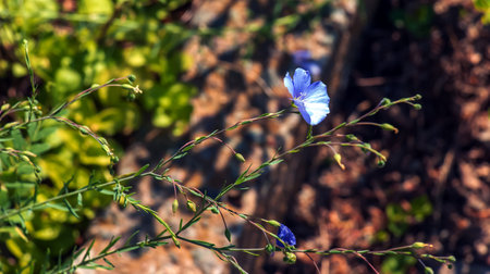 Flax or Linum usitatissimum, also known as common flax or linseed, is a member of the genus Linum in the family Linaceae.の写真素材