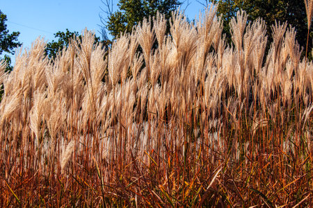 Miscanthus sinensis sways in the wind. Beautiful tall grass in the sun sways in the windの写真素材