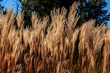 Miscanthus sinensis sways in the wind. Beautiful tall grass in the sun sways in the windの写真素材