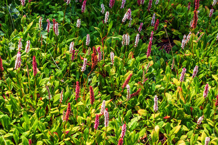 Bistorta affinis plant commonly known as Himalayan bistort, fleece flower or knotweedの写真素材