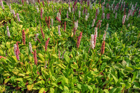 Bistorta affinis plant commonly known as Himalayan bistort, fleece flower or knotweedの写真素材