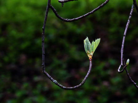 Closeup of the buds, stem and small young green leaves of sorbus latifolia. Sunny spring day.の写真素材
