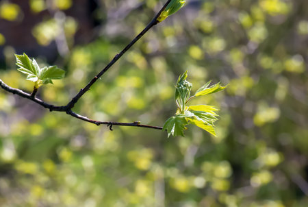 Closeup of the buds, stem and small young green leaves of Sorbus torminalis L. Sunny spring day.の写真素材