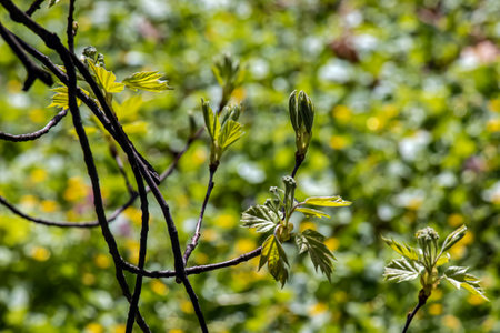 Closeup of the buds, stem and small young green leaves of Sorbus torminalis L. Sunny spring day.の写真素材