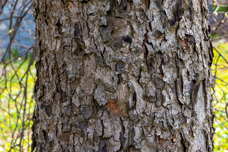 Rowan bark close-up. The texture of the trunk of Sorbus torminalis L. Background from living wood. Skin of the forest nature.の写真素材