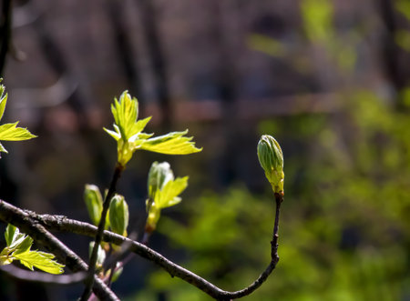 Closeup of the buds, stem and small young green leaves of Sorbus torminalis L. Sunny spring day.の写真素材