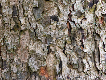Rowan bark close-up. The texture of the trunk of Sorbus torminalis L. Background from living wood. Skin of the forest nature.の写真素材