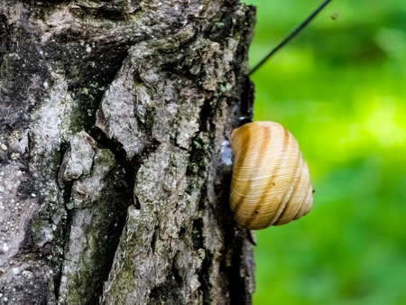 Burgundy snail or Helix pomatia closeup, with homogeneous blurred green background. Burgundy or Edible Snail Helix pomatia is common big European land snail.の写真素材