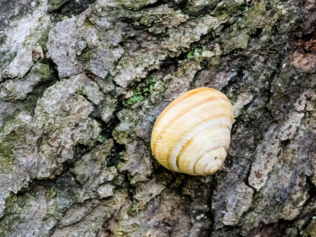 Burgundy snail or Helix pomatia closeup, with homogeneous blurred green background. Burgundy or Edible Snail Helix pomatia is common big European land snail.の写真素材