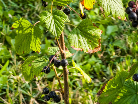 Large ripe black currant on a branch of a bush in the summer garden. Concept of growing organic berries.の写真素材