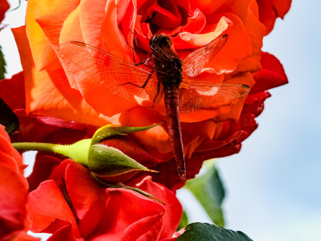 Trithemis aurora male dragonfly. A beautiful red dragonfly rests on a luxurious coral-colored rose flower at sunset. Yellow-pink sunset rays highlight the wings of a dragonfly.の写真素材