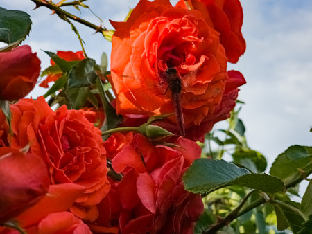 Trithemis aurora male dragonfly. A beautiful red dragonfly rests on a luxurious coral-colored rose flower at sunset. Yellow-pink sunset rays highlight the wings of a dragonfly.の写真素材