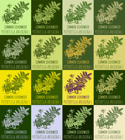 Set of vector drawing of COMMON SILVERWEED in various colors. Hand drawn illustration. Latin name POTENTILLA ANSERINA L.のイラスト素材
