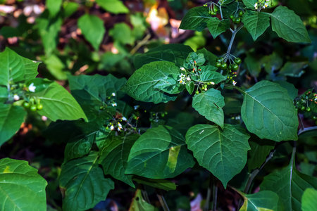 Solanum nigrum is an erect, much-branched annual plant growing around 60cm tall. The plant is harvested from the wild for local use as a food and medicine. Solanum nigrum, the European black nightshadの写真素材