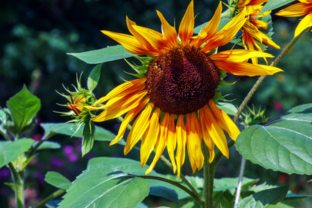 Yellow head of a sunflower Helianthus annuus in a green gardenの写真素材