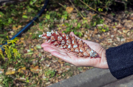 Pine cone in the palm on an orange brown background. Minimal autumn mood concept.の写真素材