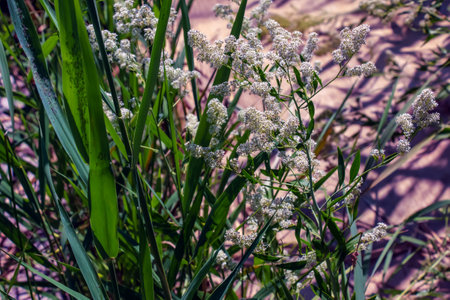 Lepidium blooming with white flowers close up. It has a strong unpleasant odor and is used as a bedbug repellent.の写真素材