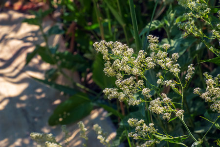 Lepidium blooming with white flowers close up. It has a strong unpleasant odor and is used as a bedbug repellent.の写真素材