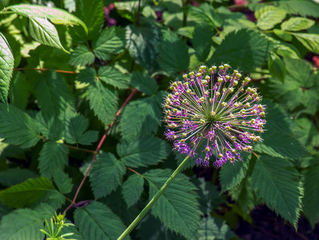 Onion flower decoration, Latin. Allium hollandicum. Allium in bloom over the early summer.の写真素材