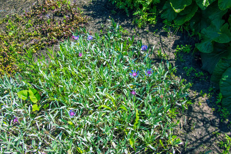 Blue blossom of mountain cornflower Centaurea Montana with natural green leaves and flowers background. Grows in meadows and open woodland. Plants for gardening,の写真素材