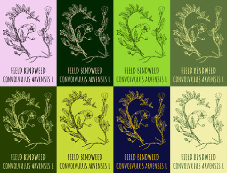 Vector drawings FIELD BINDWEED. Hand drawn illustration. Latin name CONVOLVULUS ARVENSIS L.のイラスト素材