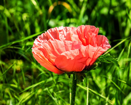 Oriental poppy flower. Papaver orientale is a magnificent perennial plant in the gardenの写真素材