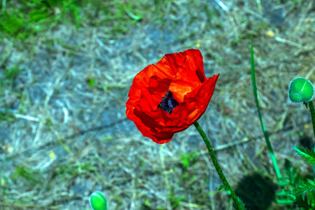 Oriental poppy flower. Papaver orientale is a magnificent perennial plant in the gardenの写真素材