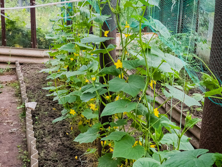 Young cucumber plants growing in a home greenhouse. Growing cucumbers. Agricultural background.の写真素材