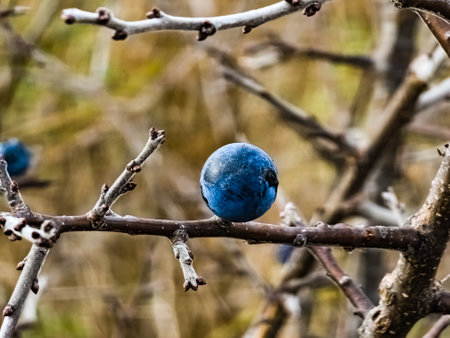 Tender fresh sloe berries or in Latin Prunus spinosa L, growing in the wild and ripe for harvest in late autumn.の写真素材