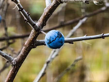 Tender fresh sloe berries or in Latin Prunus spinosa L, growing in the wild and ripe for harvest in late autumn.の写真素材