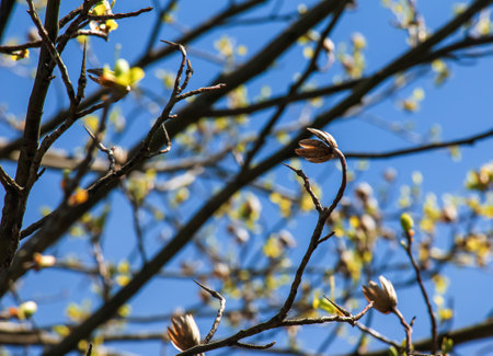 Tulip liriodendron is a beautiful ornamental tree. Tulip liriodendron in early spring. Close-up.