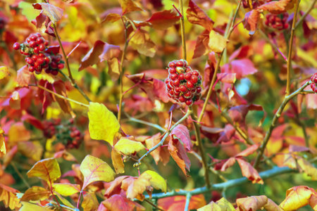 The fruit of the Fragrant Sumac, also known as the Rhus trilobata. The fruit is edible and tastes kind of tarty like a Lime. This fruit can be made into a tea.の写真素材